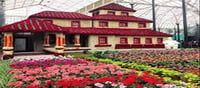 Lalbagh Flower Show Starts Today In Bengaluru.